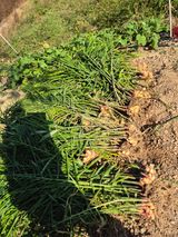 팜모닝 기타작물·영농일지 게시글 이미지