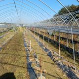 팜모닝 고추·영농일지 게시글 이미지