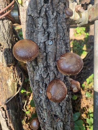 헤라여신^^♡님의 버섯 · 영농일지 작성글 사진