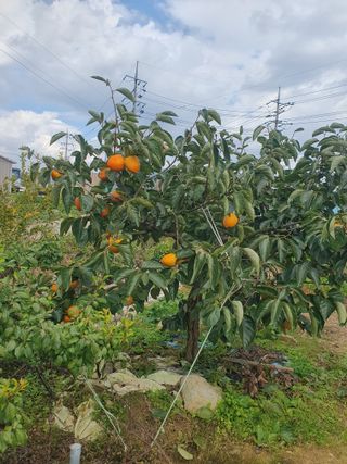 엄기덕님의 양파 · 영농일지 작성글 사진
