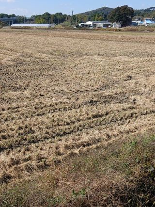 김창호 님의 벼 · 영농일지 작성글 사진