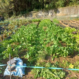 김건우님의 기타작물 · 영농일지 작성글 사진