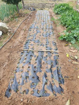 엄기덕님의 양파 · 영농일지 작성글 사진