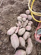 팜모닝 고구마·영농일지 게시글 이미지