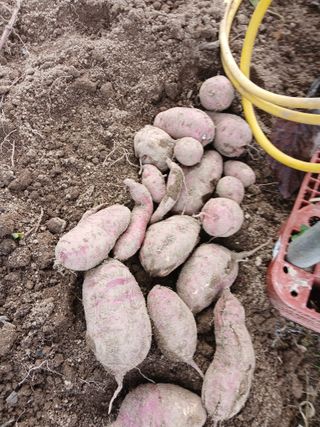 향양농장 사랑합니다님의 고구마 · 영농일지 작성글 사진