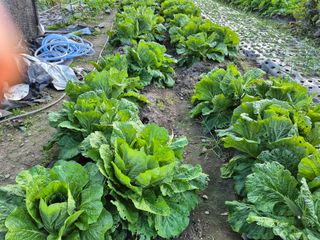 이준영님의 기타작물 · 영농일지 작성글 사진