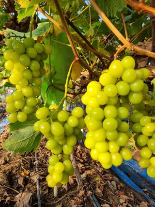 논산푸른팜님의 버섯 · 영농일지 작성글 사진