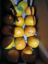 팜모닝 기타작물·영농일지 게시글 이미지