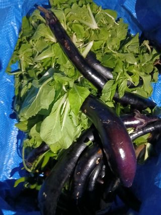 향양농장 사랑합니다님의 기타작물 · 영농일지 작성글 사진