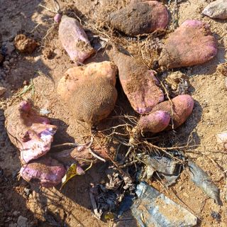 삼성농산님의 기타작물 · 영농일지 작성글 사진