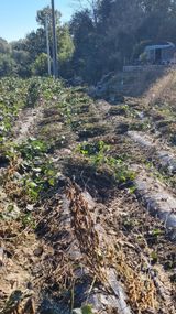 팜모닝 콩·영농일지 게시글 이미지