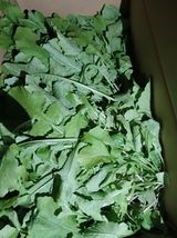 팜모닝 기타작물·영농일지 게시글 이미지