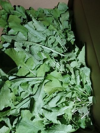 향양농장 사랑합니다님의 기타작물 · 영농일지 작성글 사진