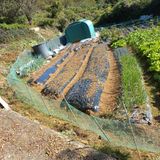 팜모닝 기타작물·영농일지 게시글 이미지