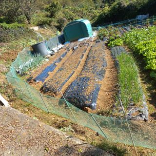 김건우님의 기타작물 · 영농일지 작성글 사진