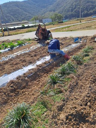 손정식님의 양파 · 영농일지 작성글 사진