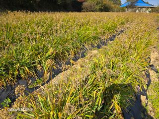 약초원 김종군님의 기타작물 · 영농일지 작성글 사진