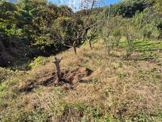 이준영님의 기타작물 · 영농일지 작성글 사진