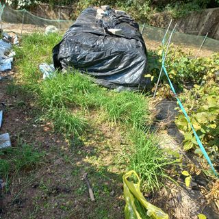 김건우님의 기타작물 · 영농일지 작성글 사진