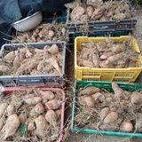 팜모닝 기타작물·영농일지 게시글 이미지