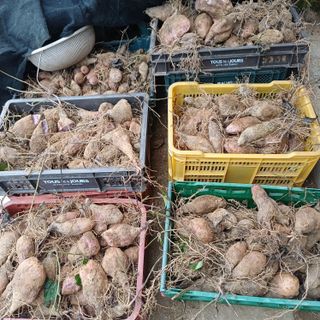 삼성농산님의 기타작물 · 영농일지 작성글 사진