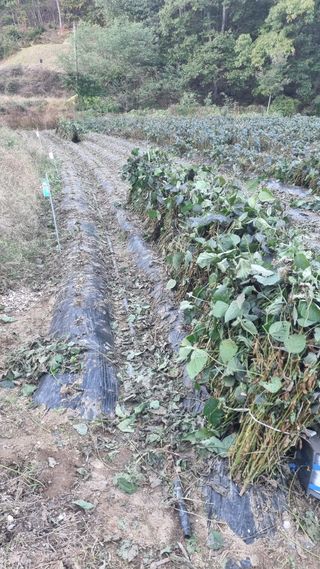 이호현님의 콩 · 영농일지 작성글 사진