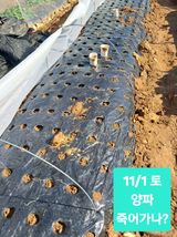 팜모닝 양파·영농일지 게시글 이미지