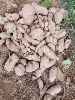 향양농장 사랑합니다님의 고구마 · 영농일지 작성글 사진