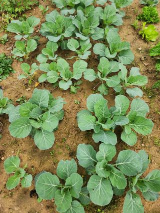 안산제일농약사님의 상추 · 영농일지 작성글 사진