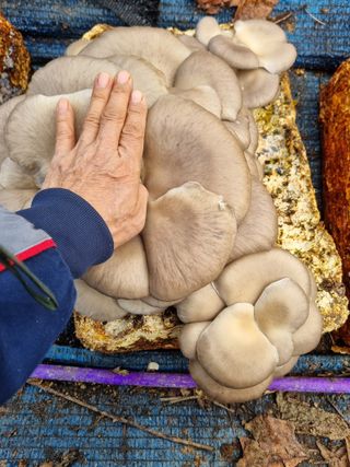 논산푸른팜님의 버섯 · 영농일지 작성글 사진