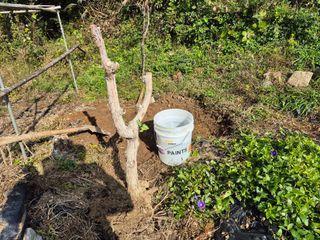 이준영님의 기타작물 · 영농일지 작성글 사진