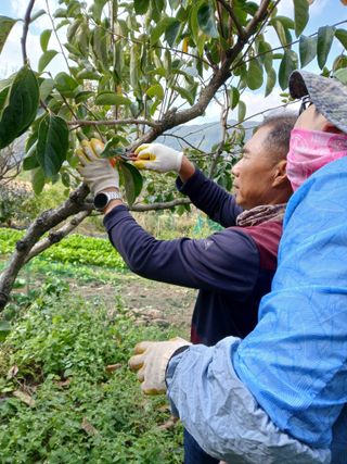 향양농장 사랑합니다님의 기타작물 · 영농일지 작성글 사진
