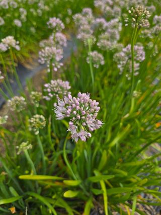 약초원 김종군님의 기타작물 · 영농일지 작성글 사진