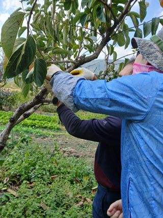향양농장 사랑합니다님의 기타작물 · 영농일지 작성글 사진