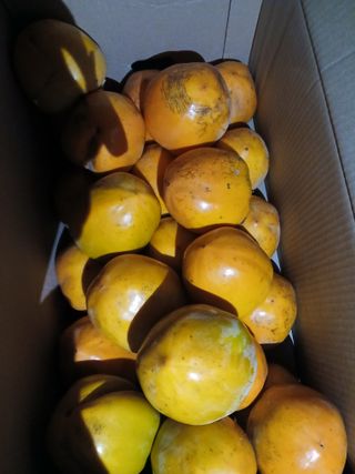 향양농장 사랑합니다님의 기타작물 · 영농일지 작성글 사진