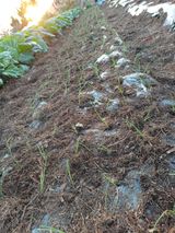 팜모닝 양파·영농일지 게시글 이미지