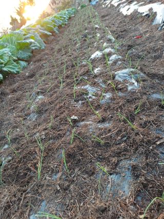 신 난다님의 양파 · 영농일지 작성글 사진