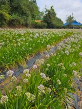 팜모닝 기타작물·영농일지 게시글 이미지