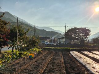 김명웅님의 마늘 · 영농일지 작성글 사진