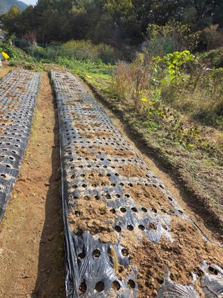 조희빈님의 감자 · 영농일지 작성글 사진