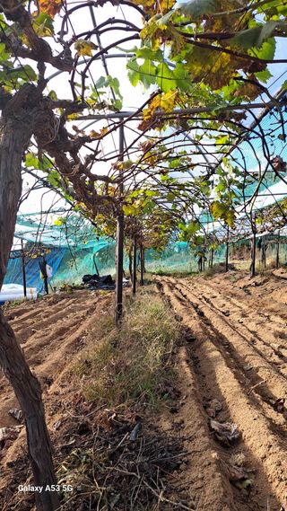 조연만님의 포도 · 영농일지 작성글 사진