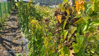 심기정님의 기타작물 · 영농일지 작성글 사진