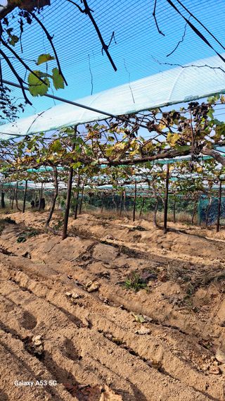 조연만님의 포도 · 영농일지 작성글 사진