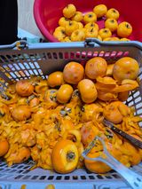 팜모닝 기타작물·영농일지 게시글 이미지