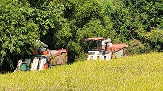 심지님의 벼 · 영농일지 작성글 사진