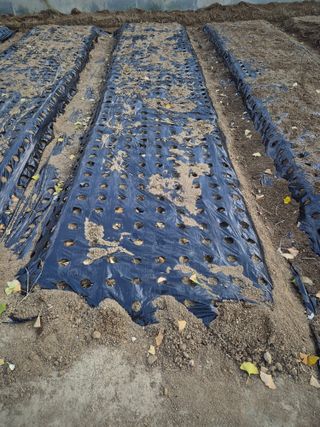 노나라138님의 기타작물 · 영농일지 작성글 사진