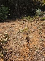 팜모닝 기타작물·영농일지 게시글 이미지