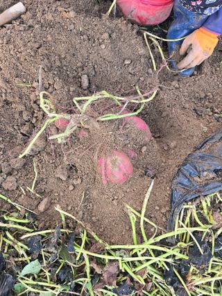 뚜벅이님의 기타작물 · 영농일지 작성글 사진