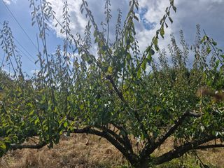 매실향기차향기님의 매실 · 영농일지 작성글 사진