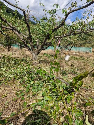 매실향기차향기님의 매실 · 영농일지 작성글 사진